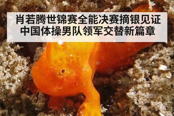 肖若腾世锦赛全能决赛摘银见证中国体操男队领军交替新篇章